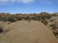 Joshua Tree NP